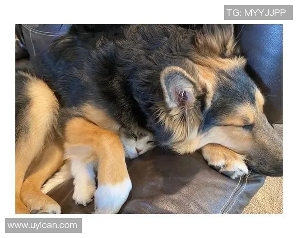 足球明星家庭中的宠物们:他们的生活与快乐瞬间揭秘